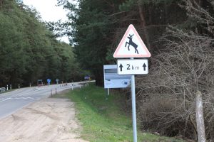276520-po-susidurimo-su-briedziu-apgadinti-du-automobiliai.JPG